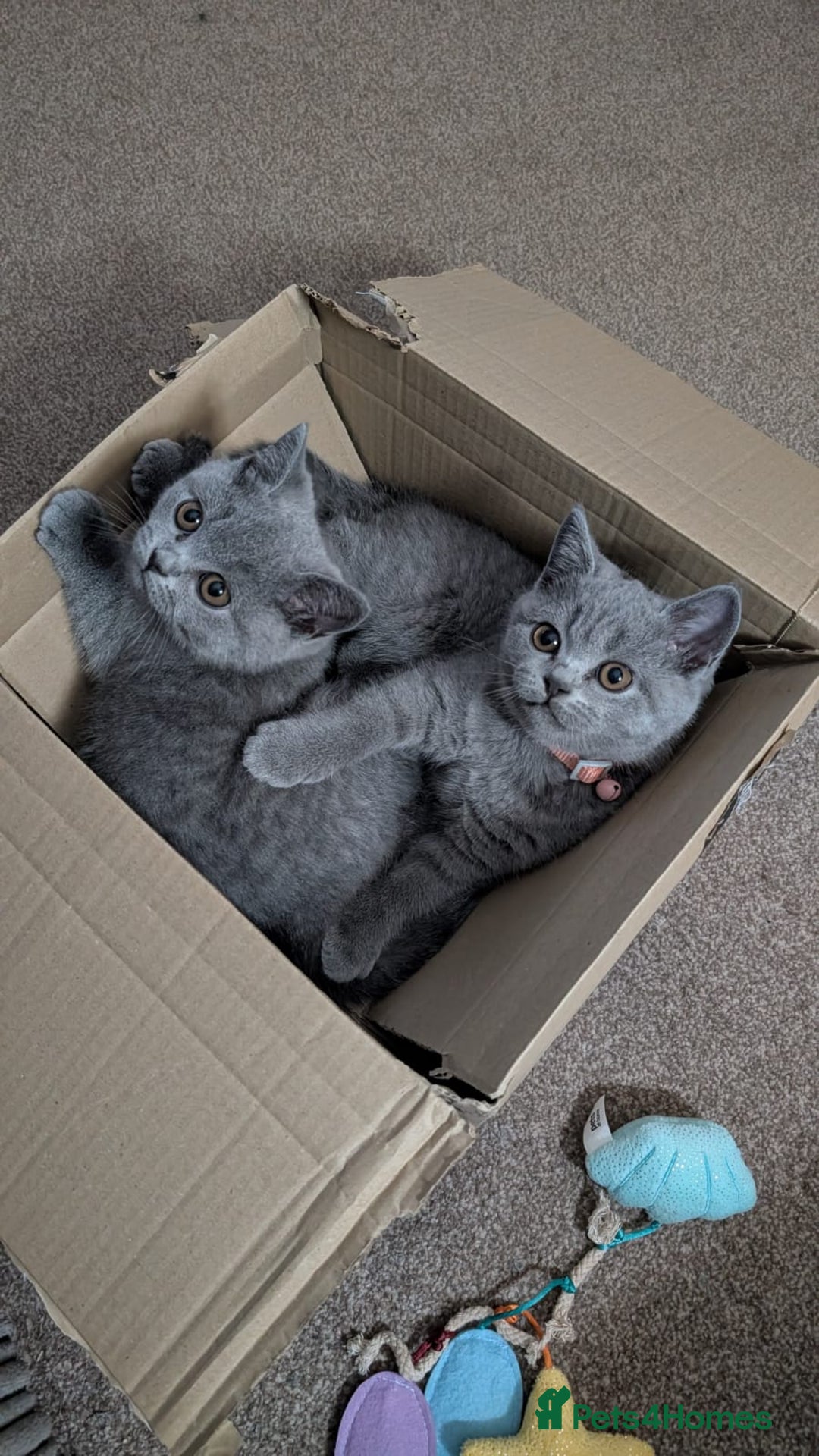 British Shorthair cats for sale: Two sister BSH - Advert 8