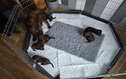 Cocker Spaniel dogs for sale: Working Cocker Spaniels - Image 7