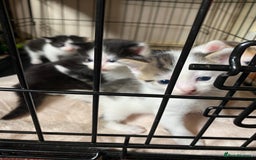 British Shorthair cats for sale: Mabel’s beautiful babies  - Image 4