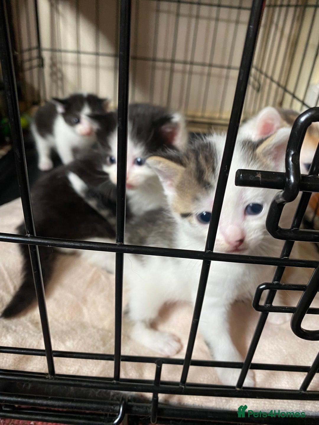 British Shorthair cats for sale: Mabel’s beautiful babies  - Image 4