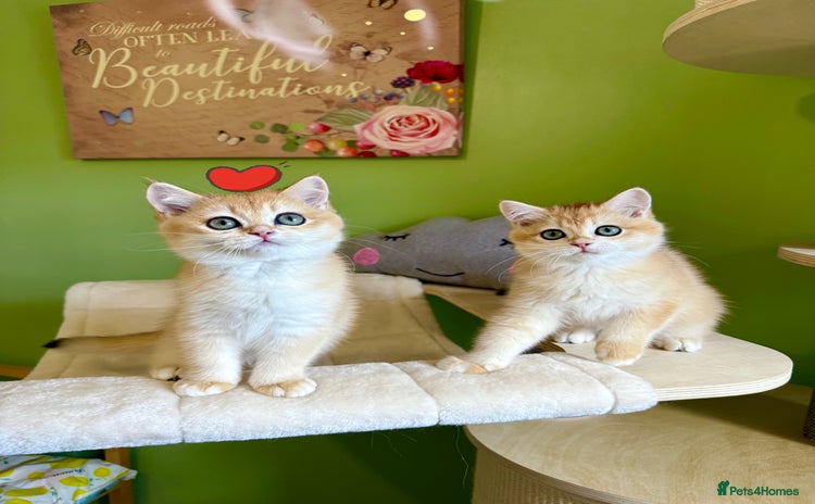 British Shorthair cats - Advert 4