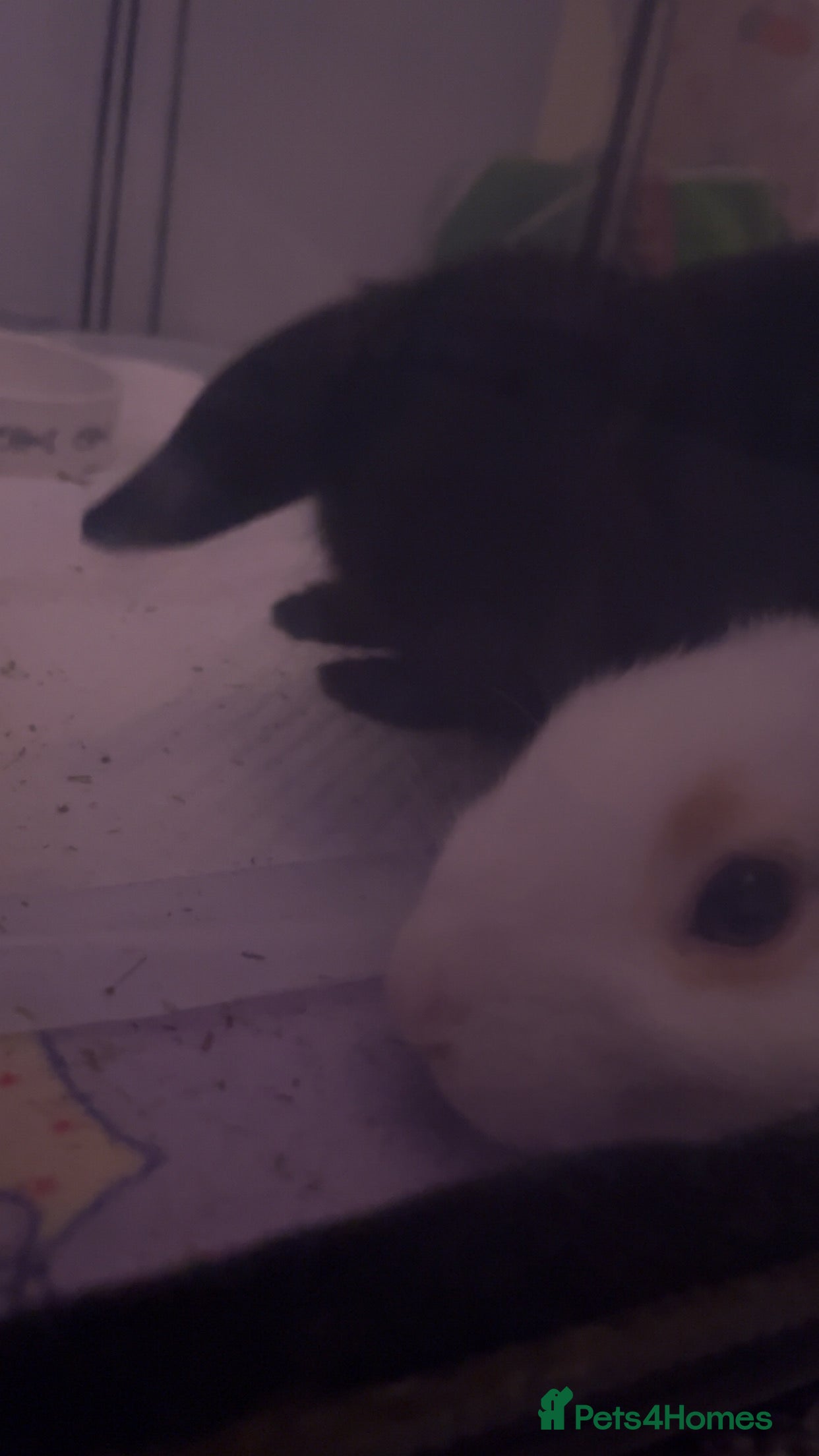 Mini Lop rabbits 2 female mini lops (need gone ASAP) - Advert 1