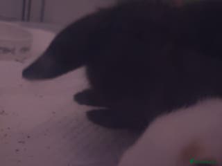 Mini Lop rabbits 2 female mini lops (need gone ASAP) - Advert 1