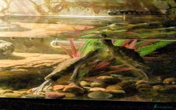 Turtle reptiles for sale: Mississippi turtles, with tank, heat lamp, filter - Image 2