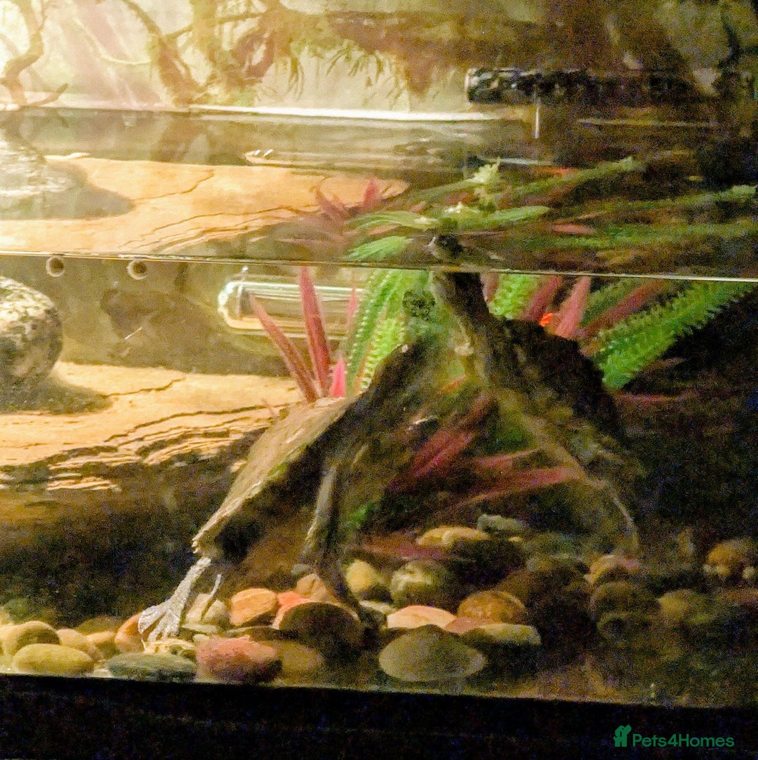Turtle reptiles for sale: Mississippi turtles, with tank, heat lamp, filter - Image 2