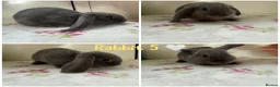 Mini Lop rabbits for sale: Gorgeous Mini Lops - Advert 7