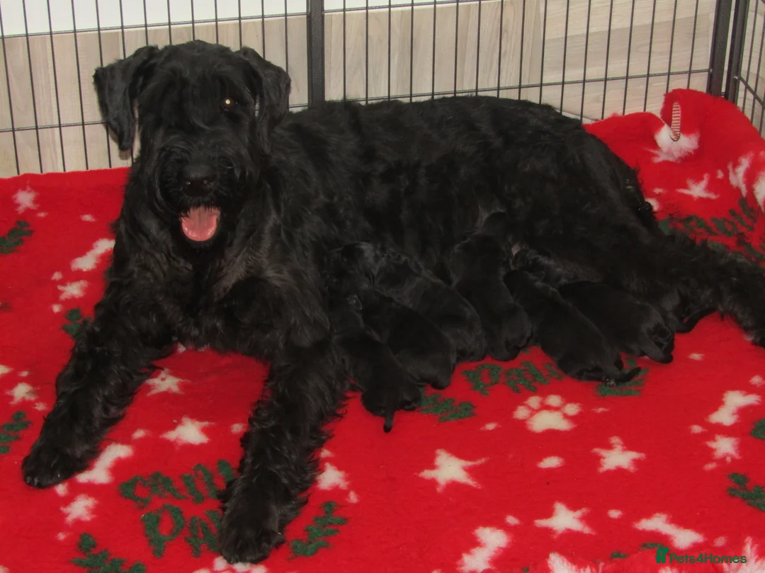 Giant Schnauzer dogs for sale: Giant Schnauzer female puppy. - Advert 5