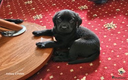 Labrador Retriever dogs for sale: Stunning litter Both Parents Health Tested - Image 1