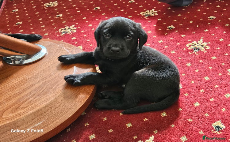 Labrador Retriever dogs - Advert 1