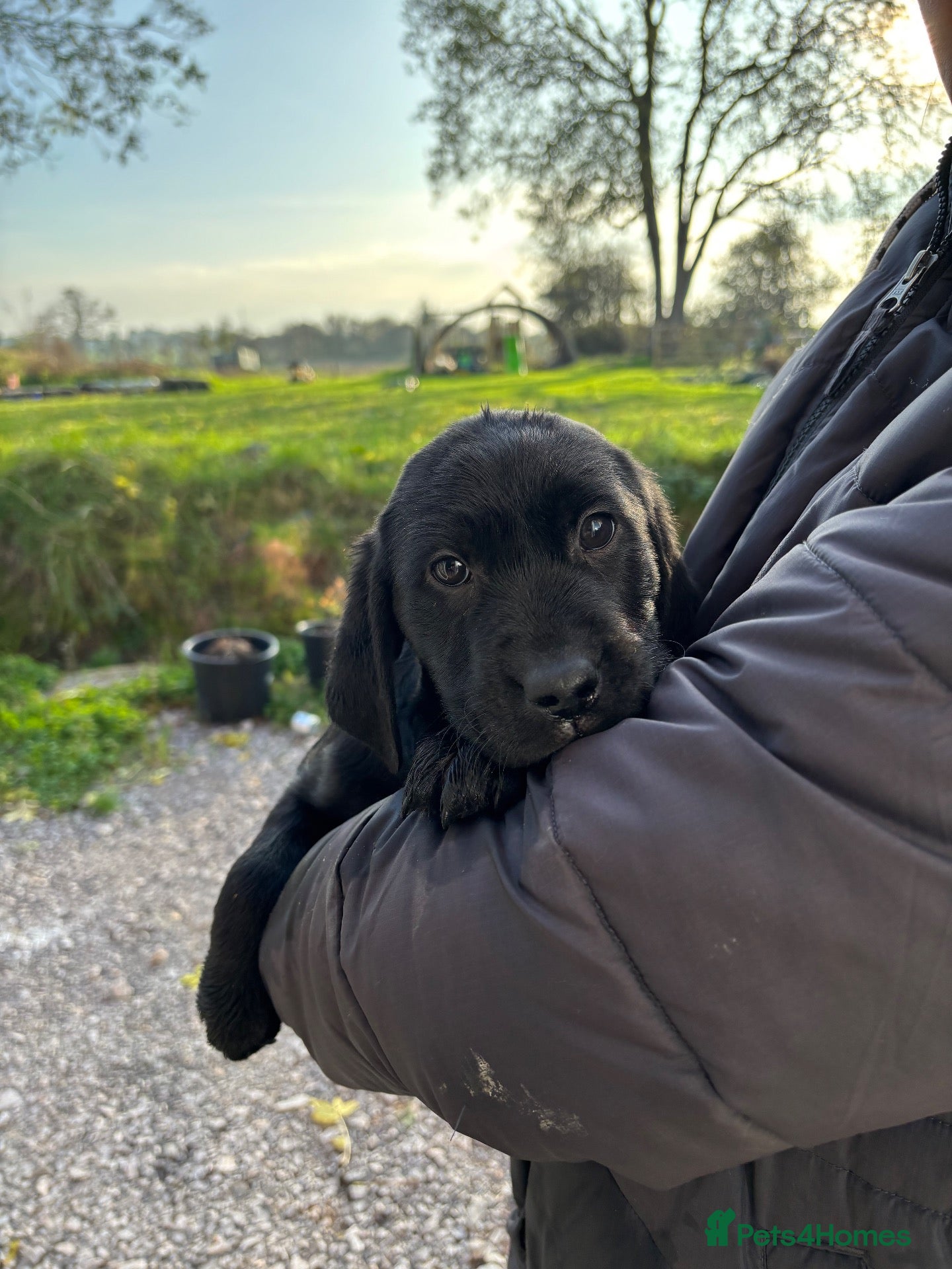 Labrador Retriever dogs for sale: Final boy available KC Reghealth tested parents 🐾 - Advert 21