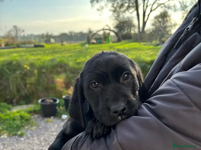 Labrador Retriever dogs for sale: Final boy available KC Reghealth tested parents 🐾 - Advert 12