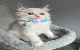 Ragdoll cats for sale: REGISTERED Ragdoll kittens HCM/PKD clear - Image 10