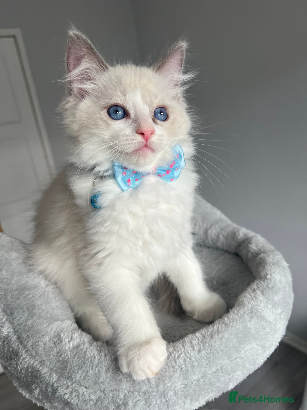 Ragdoll cats for sale: REGISTERED Ragdoll kittens HCM/PKD clear - Image 10