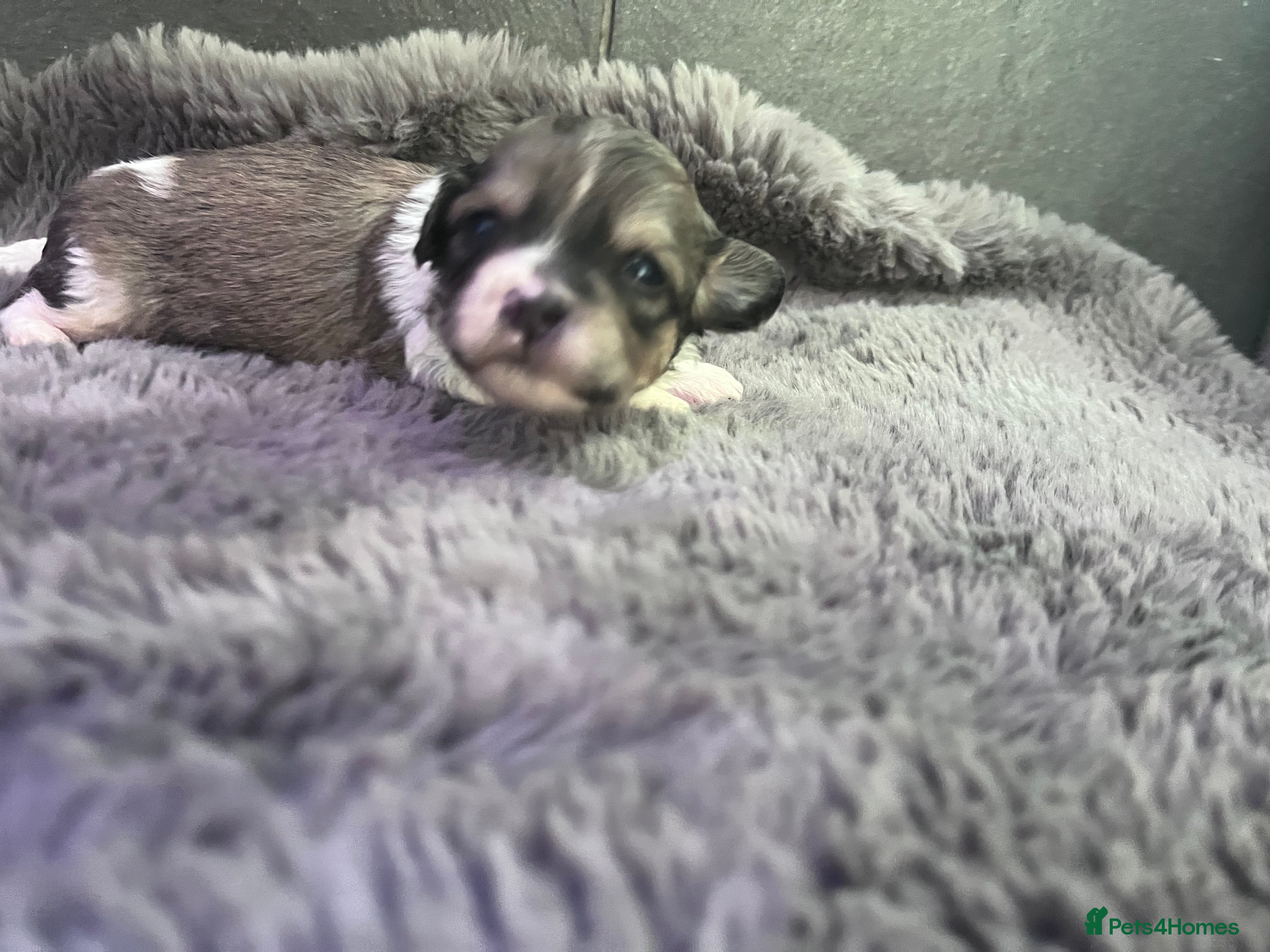 Shihpoo dogs Toy Shihpoo puppies  - Advert 8