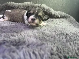 Shihpoo dogs Toy Shihpoo puppies - Advert 10