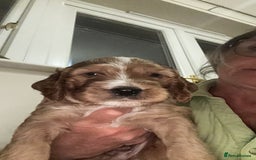 Irish Doodle dogs for sale: Gorgeous Miniature F1 Irish Doodles - Image 38