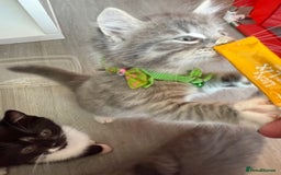 British Shorthair cats for sale: Last one left grey and white female  - Image 5
