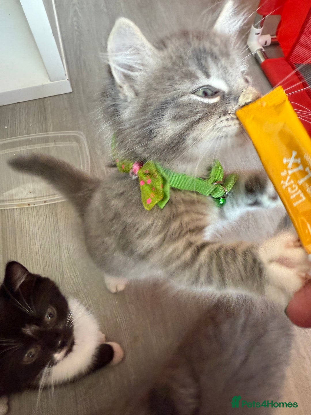 British Shorthair cats for sale: Last one left grey and white female  - Image 5