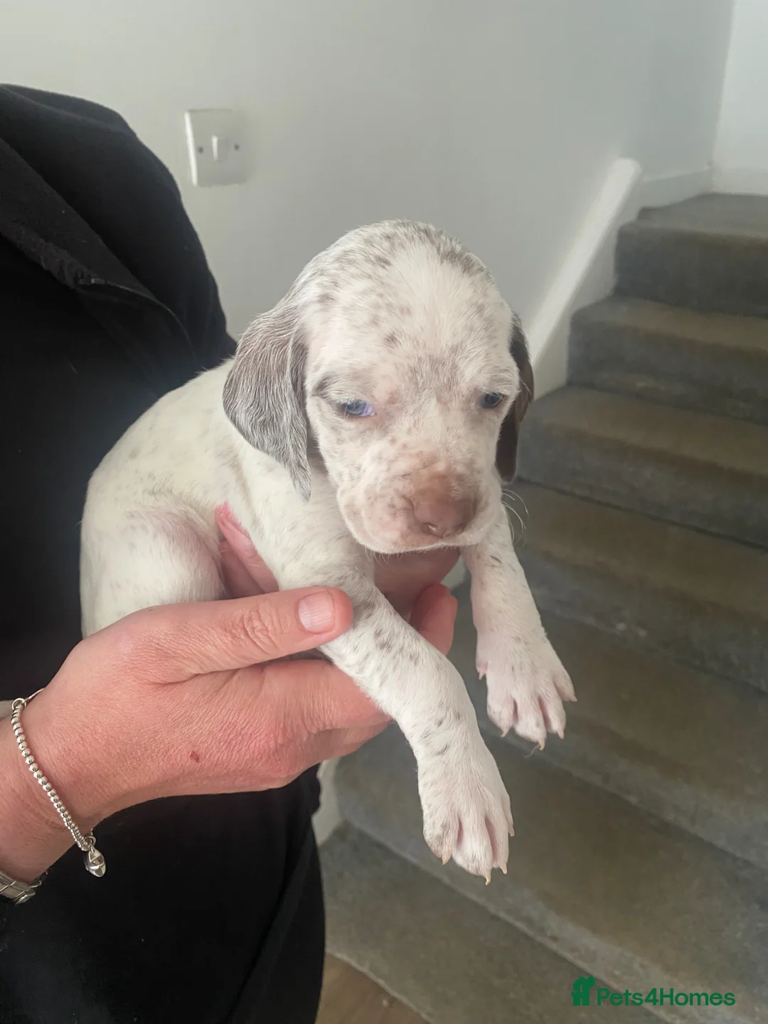 Braque du Bourbonnais dogs for sale: Braque du borbonnais puppies in Clydebank - Advert 19