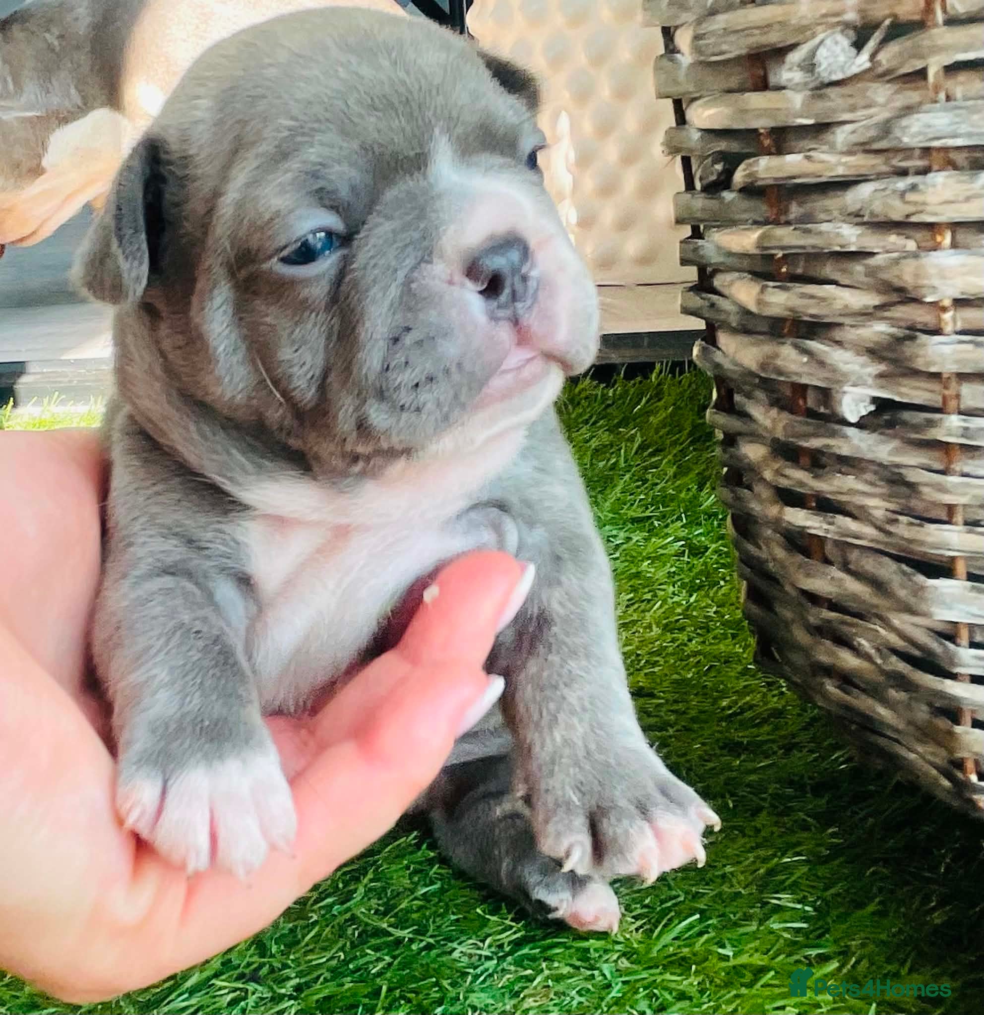 French Bulldog dogs Beautiful Pedigree French Bulldog girls🥰 - Advert 1