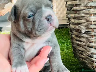 French Bulldog dogs Beautiful Pedigree French Bulldog girls🥰 - Advert 1