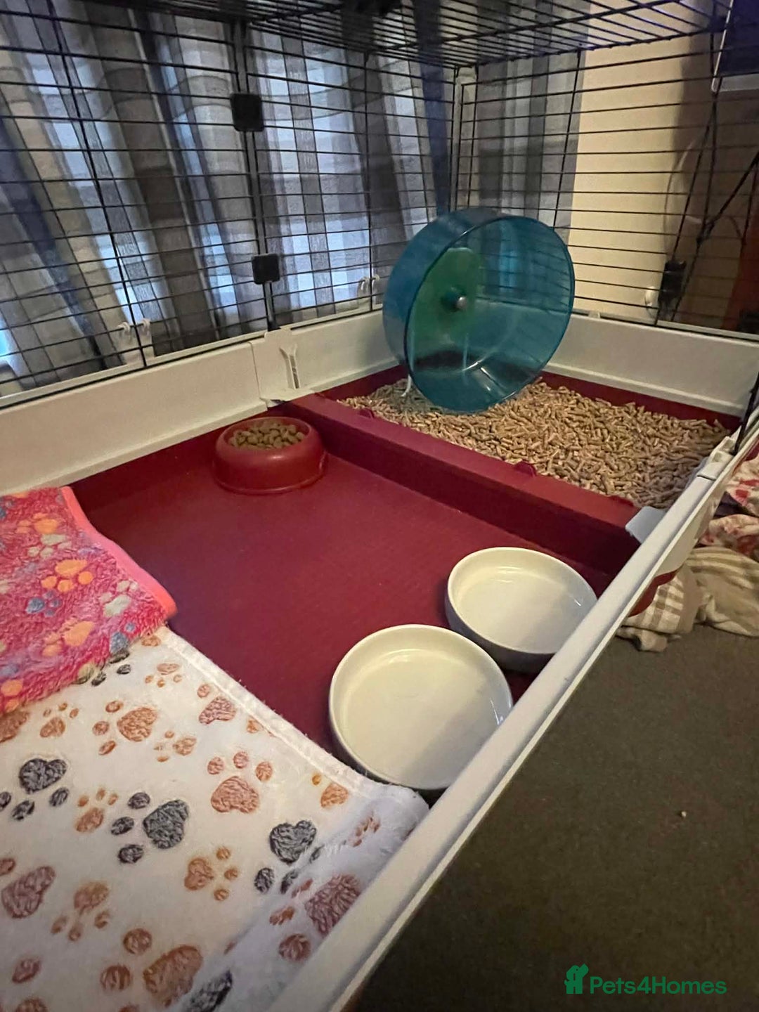 Pygmy Hedgehog rodents for sale: African Pygmy hedgehogs x2 with cage etc. - Advert 5