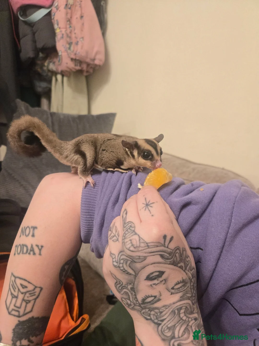 Sugar Glider rodents for sale: Sugar glider and accessories in Leeds - Advert 2