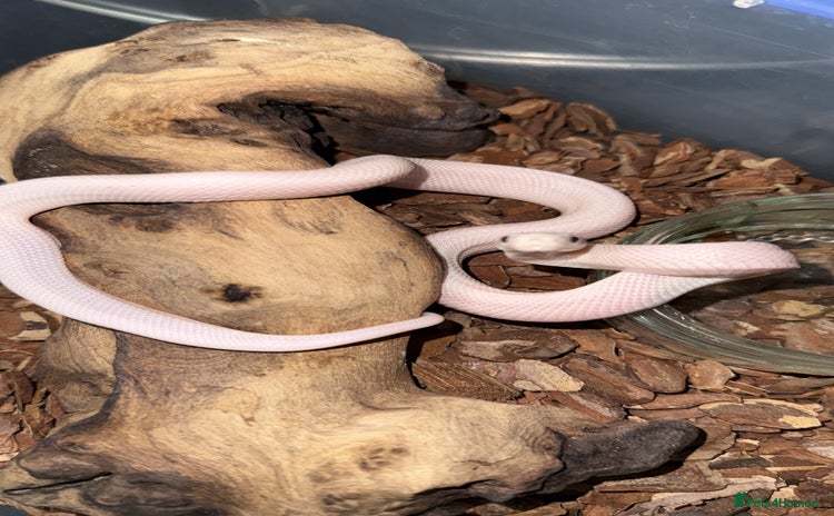 Rat Snake reptiles Blue eyed leucistic texas rat snakes - Advert 2