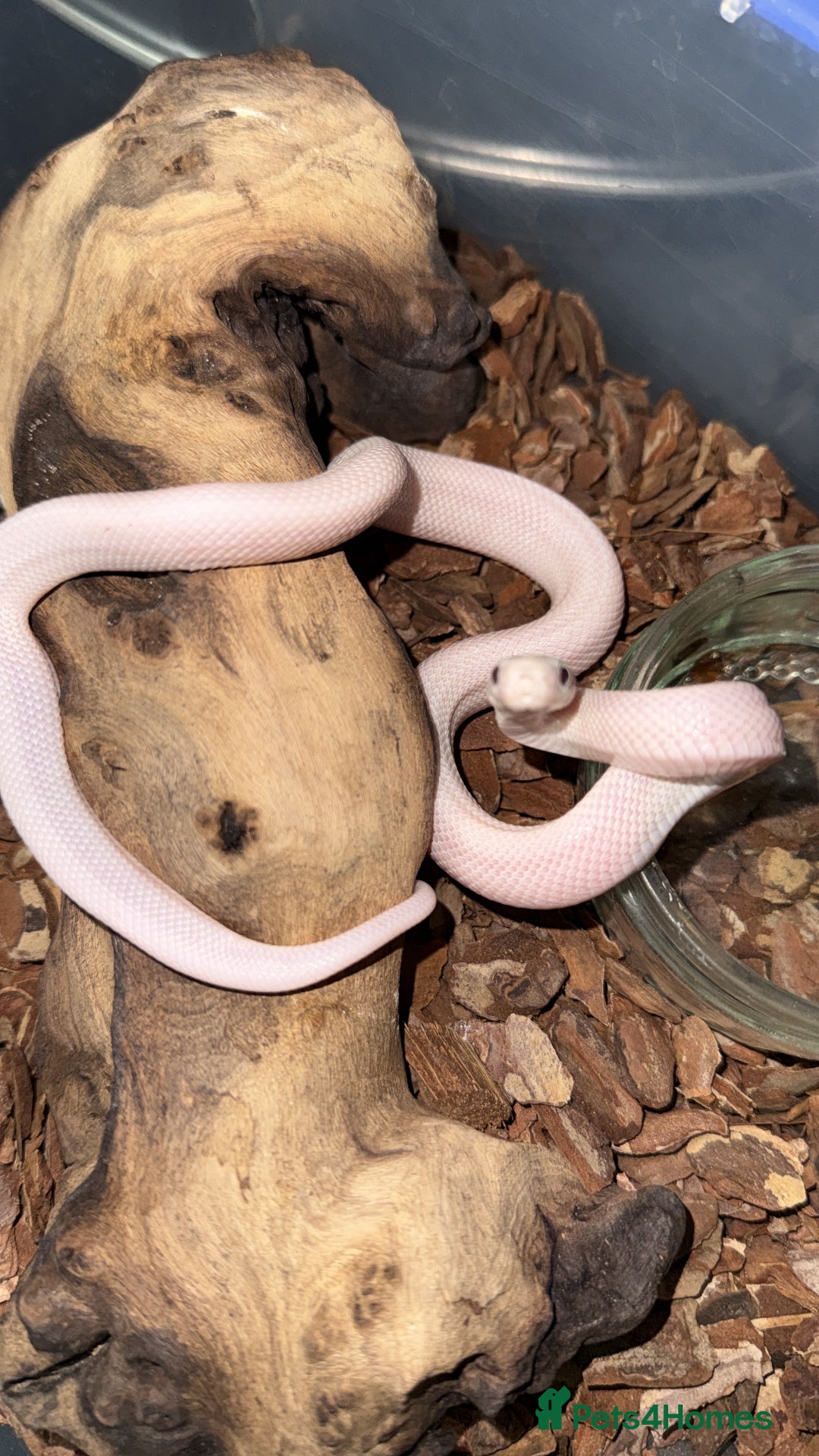 Rat Snake reptiles for sale: Blue eyed leucistic texas rat snakes - Advert 1