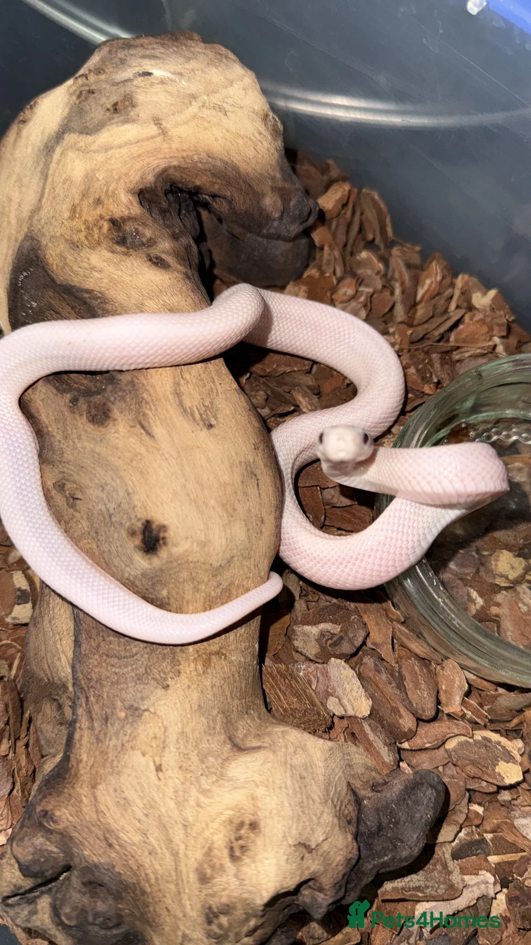 Rat Snake reptiles for sale: A pair of Blue eyed leucistic texas rat snakes - Advert 1
