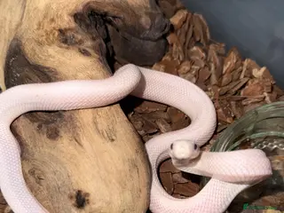 Rat Snake reptiles A pair of Blue eyed leucistic texas rat snakes - Advert 1