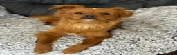 Mixed Breed dogs for adoption: Pretty Polly looking for love - Advert 16