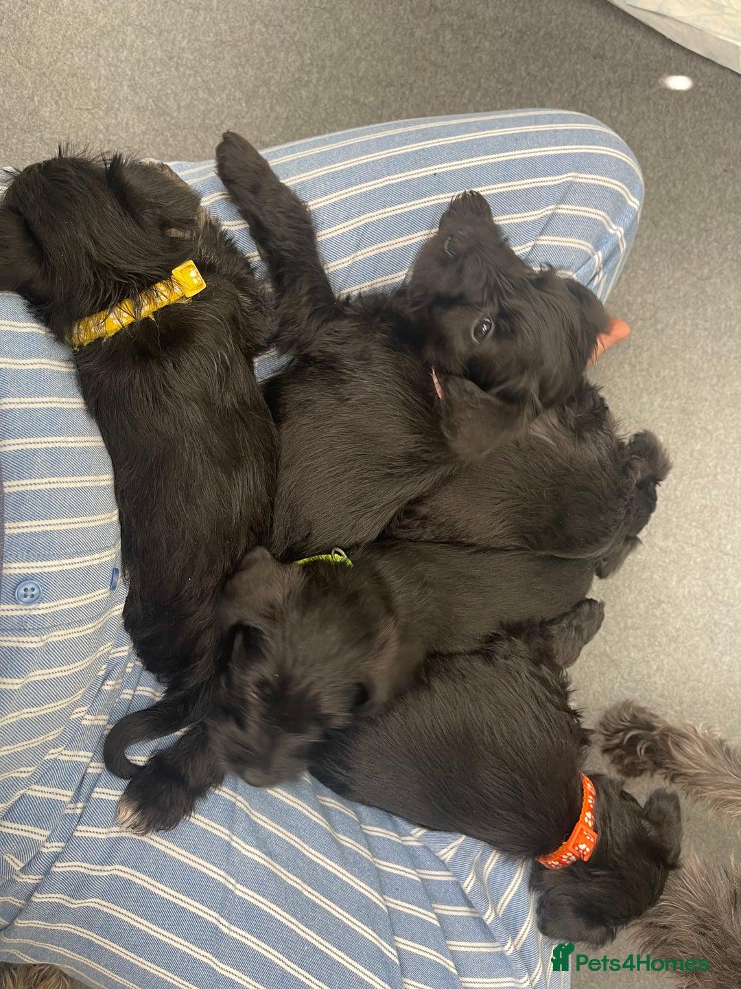Miniature Schnauzer dogs for sale: Cutest KC Miniature Schnauzers - 3 boys/2 girls - Image 13