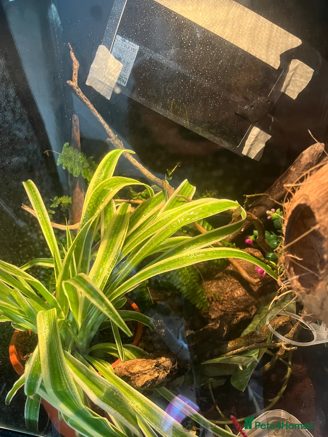 Gecko reptiles for sale: Male crested gecko - Advert 1