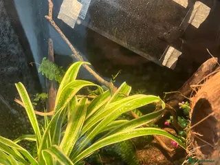 Gecko reptiles Male crested gecko - Advert 2