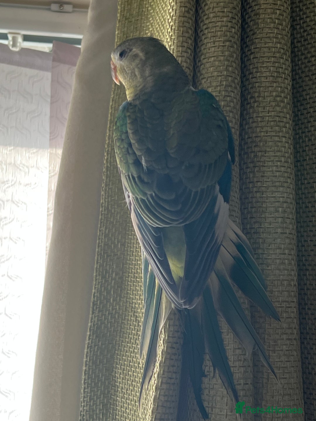 Parakeets birds for sale: Young female red rump  - Image 2