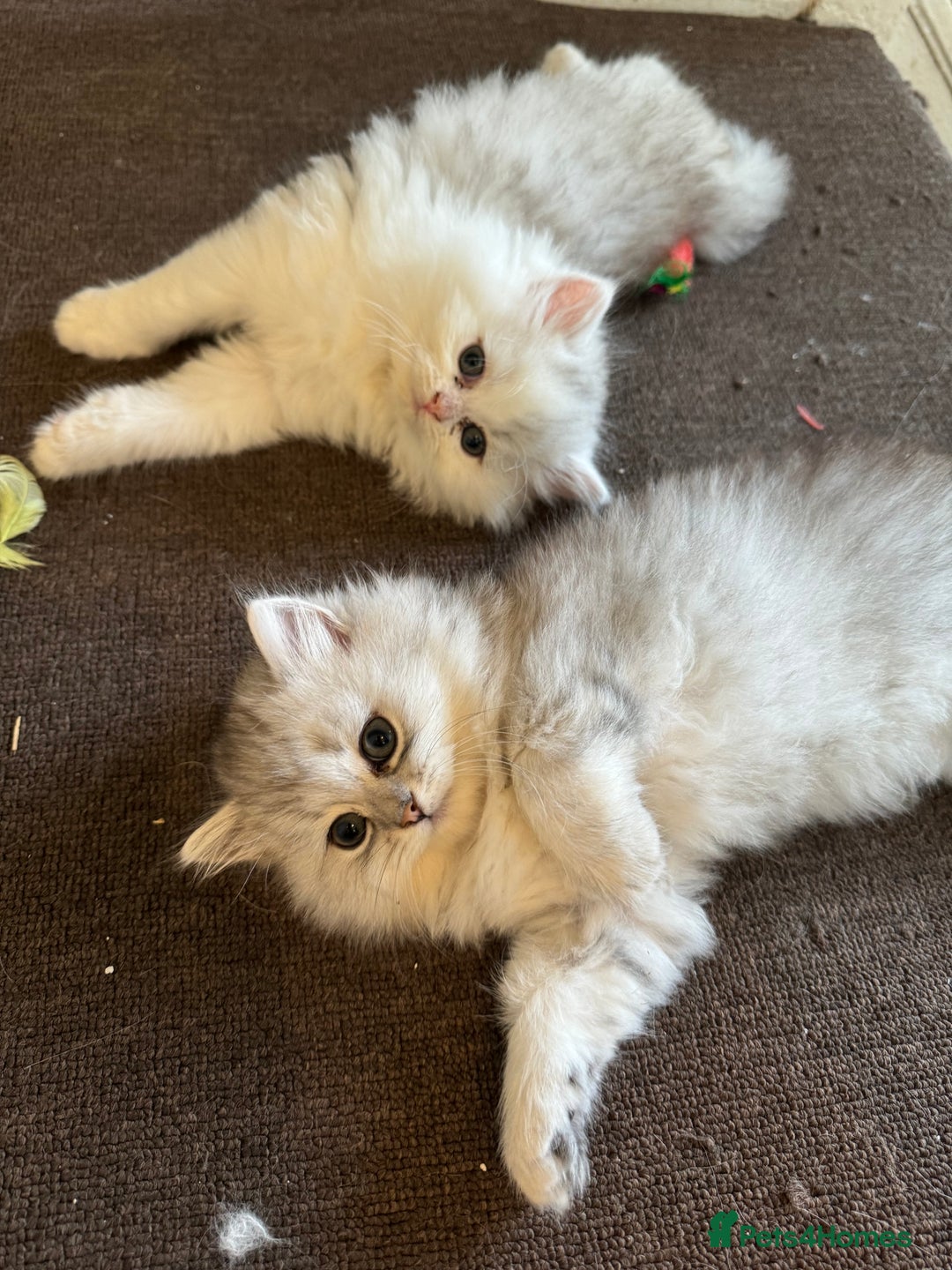 Persian cats for sale: Persian Chinchilla Kittens - Image 4