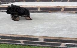 Toy Poodle dogs for sale: Toy poodle  - Image 11