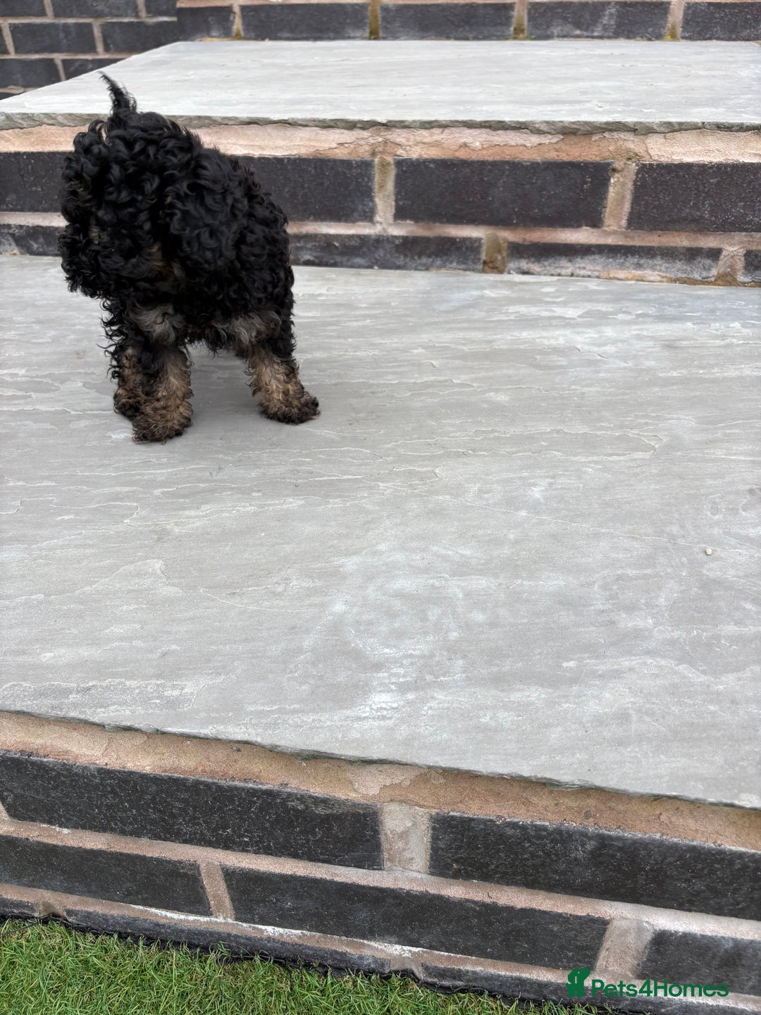 Toy Poodle dogs for sale: Toy poodle  - Image 11