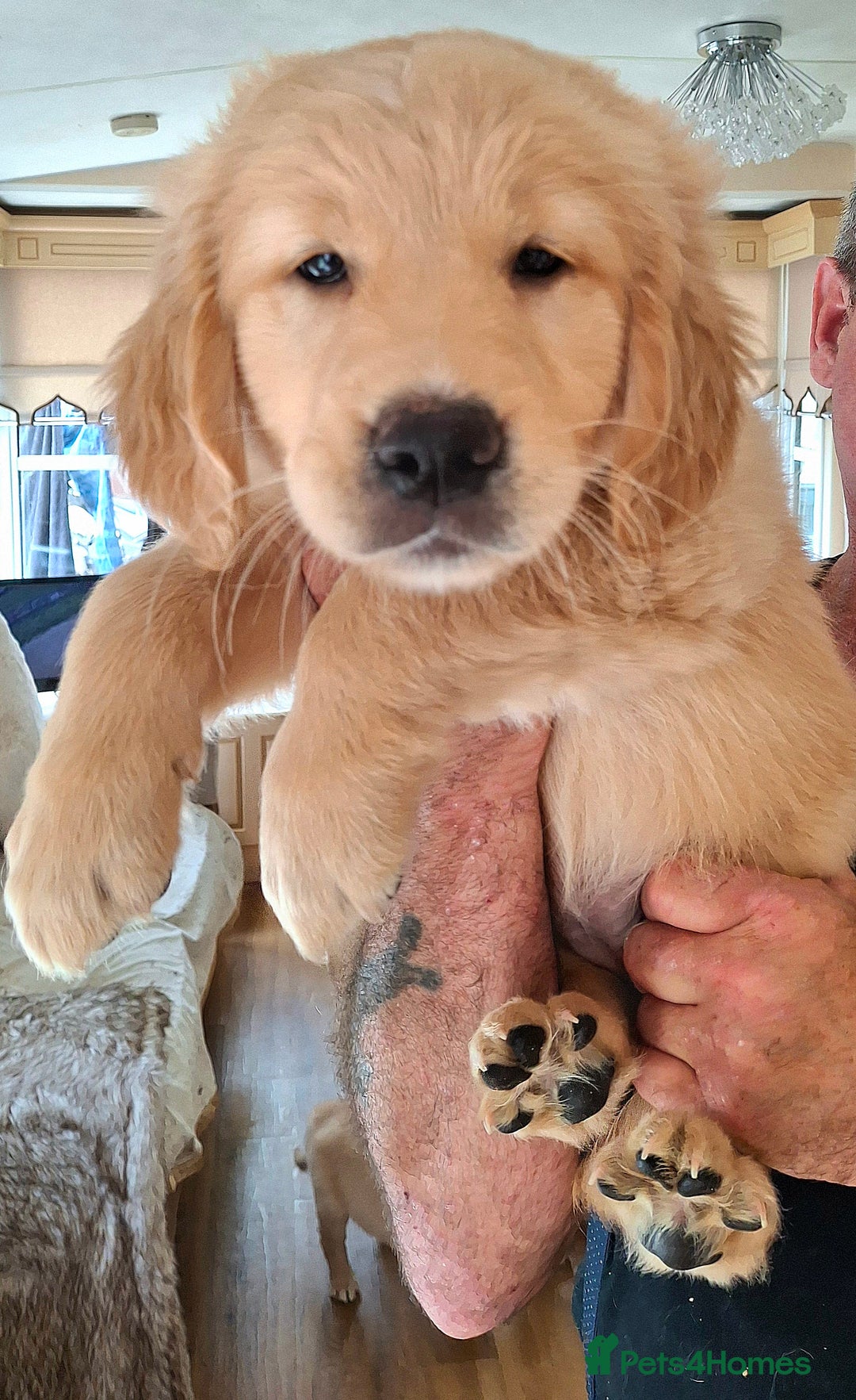 Golden Retriever dogs for sale: Golden Retreiver Puppies  - Image 9