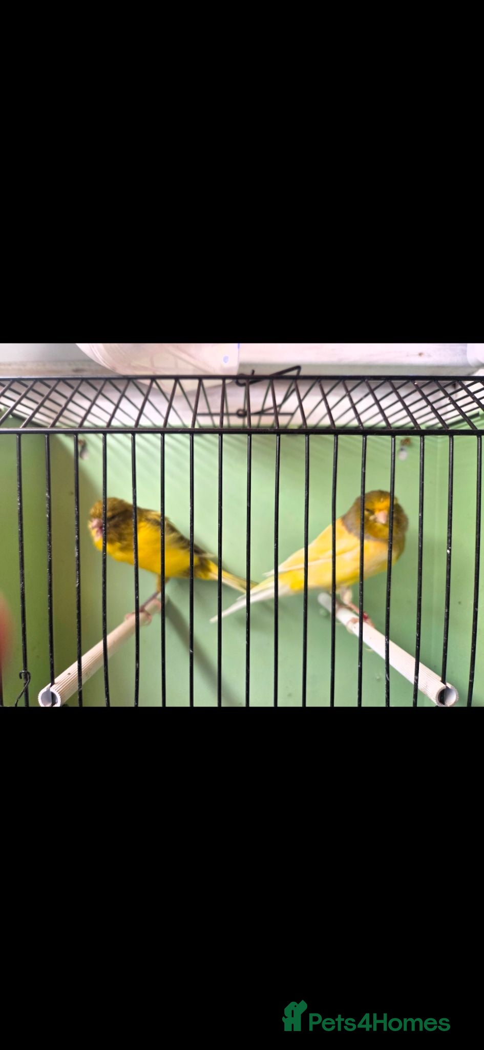Canaries birds Yorkshire canaries  - Advert 10