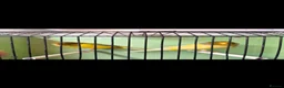 Canaries birds for sale: Yorkshire canaries  in Doncaster - Advert 1