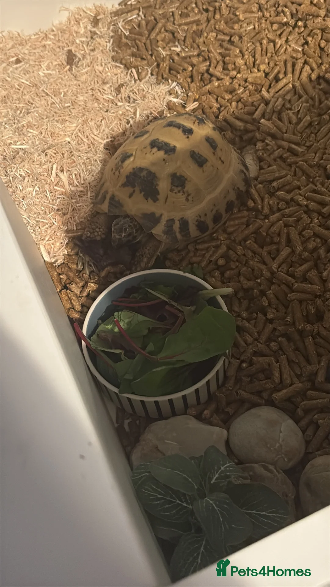 Tortoise reptiles for sale: Horsfeild Tortoise in Largs - Advert 2