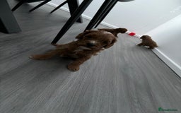 Cavapoo dogs for sale: F1 toy cavapoos health tested  - Image 6