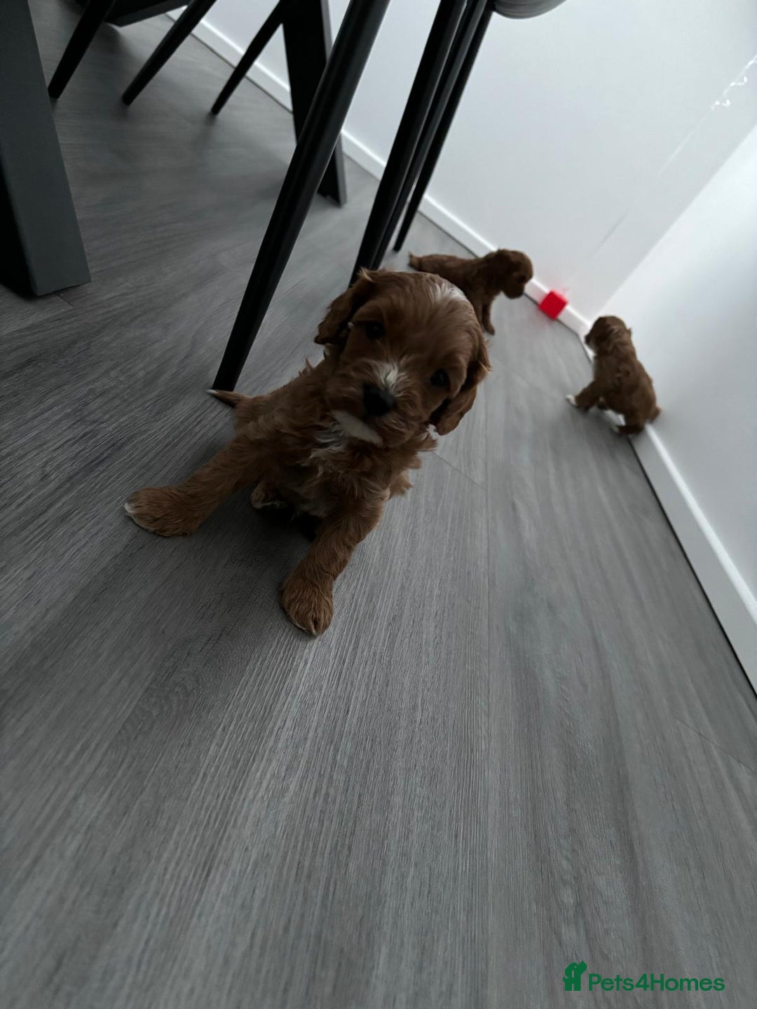 Cavapoo dogs for sale: F1 toy cavapoos health tested  - Image 6