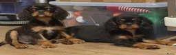 Cavalier King Charles Spaniel dogs for sale: Beautiful litter of cavalier pups ready now 💕 - Advert 4