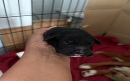 Sprocker dogs for sale: Sprocker for sale - Image 13