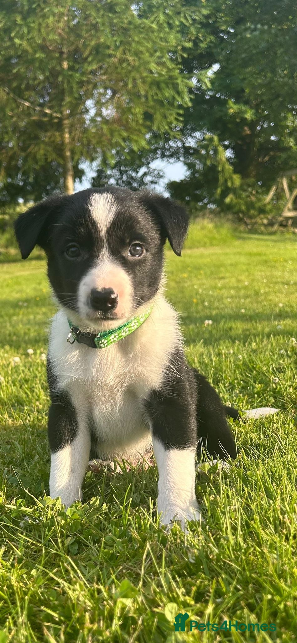 Border Collie dogs GORGEOUS BLACK AND WHITE BORDER COLLIE PUPPIES - Advert 1