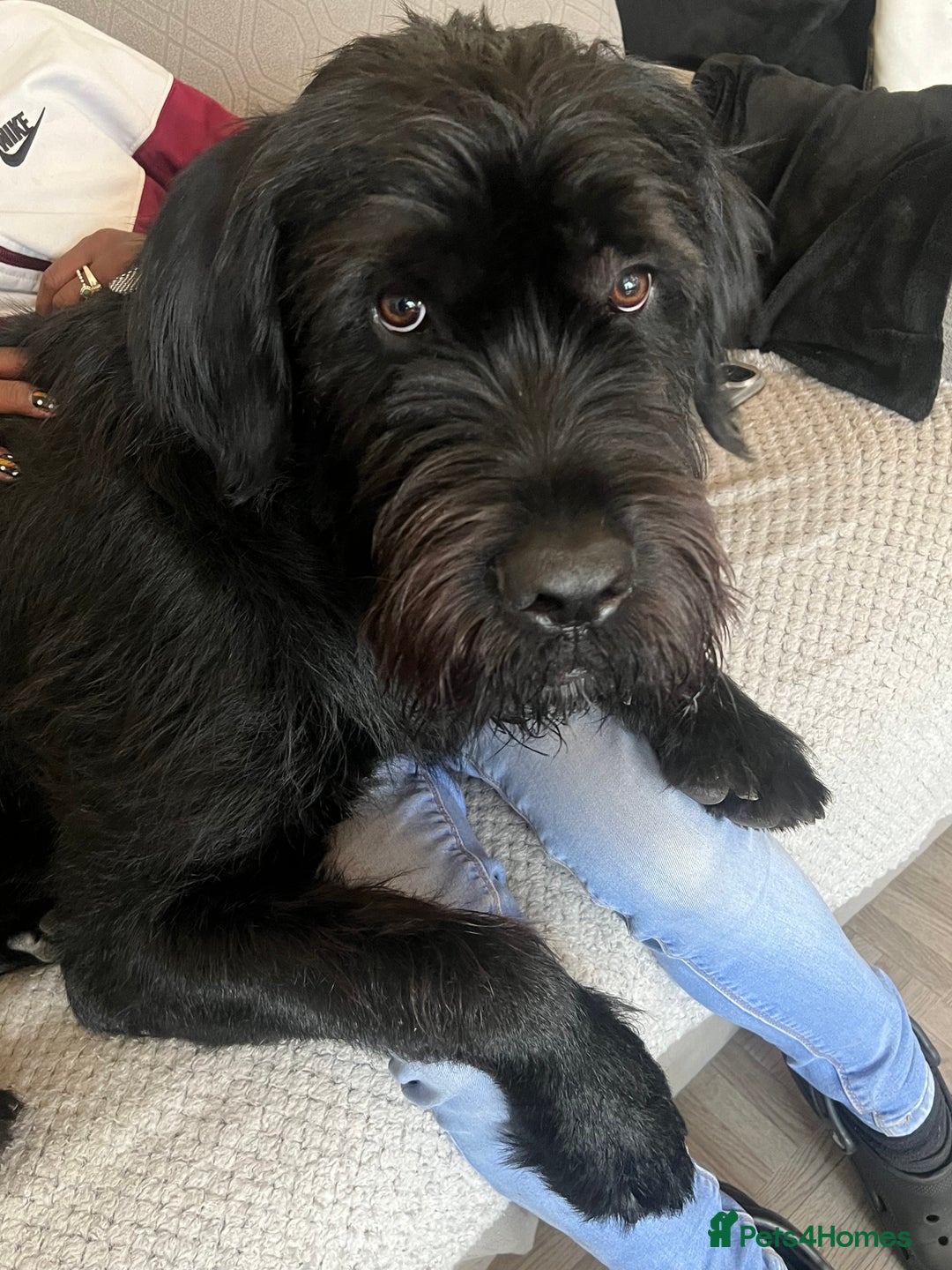 Mixed Breed dogs for sale: Cane corso cross giant schnauzer  - Image 4