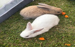 Mini Lop rabbits for sale: Bunny’s ready for 5 star homes  - Image 4